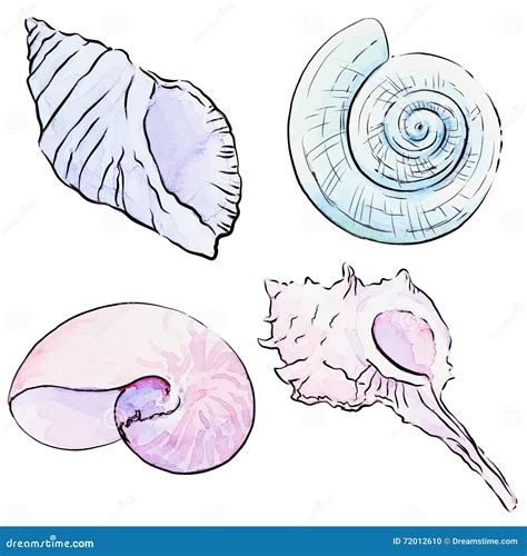 Vector Set Of Hand Drawn Watercolor Seashells 72012610