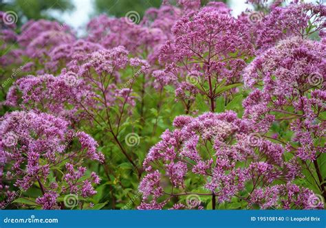 Purple Joe Pye Weed Stock Photo Image Of Wild Plant 195108140