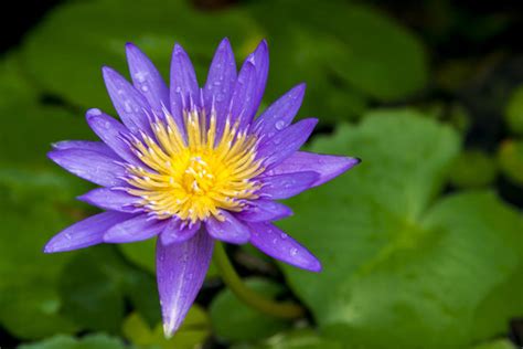 "Purple Lotus" Images – Browse 757 Stock Photos, Vectors, and Video ...