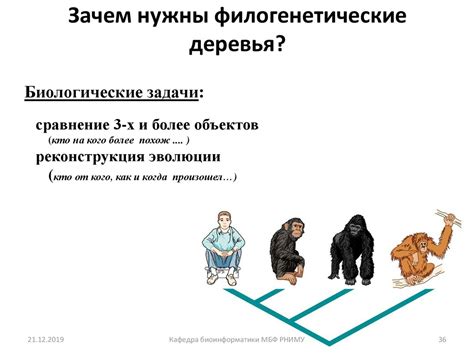 Филогенетический анализ и молекулярная эволюция. Лекция 5 - презентация ...