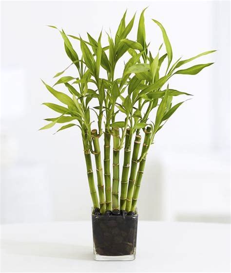 99 Best Diy Bamboo Plant Ideas For Your Home Look Like A Garden 99architecture Lucky Bamboo