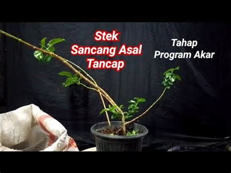 Stek Asal Tancap Bahan Bonsai Sancang Sebesar Lidi Tahap Program Akar