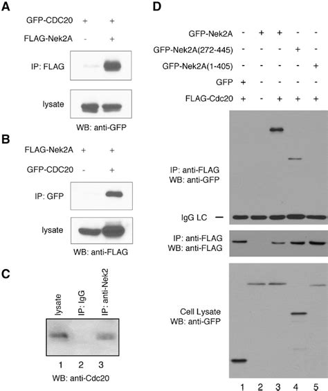 Figure From Nek Targets The Mitotic Checkpoint Proteins Mad And