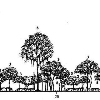 PDF Caracterización florística y estructural de un bosque estacional