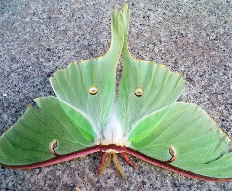 Luna Moth Eggs: All You Need To Know For Successful Rearing - What's ...