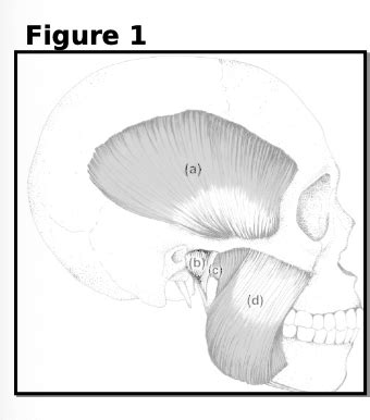 Lecture Temporomandibular Joint Examination And Intervention