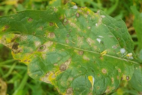 Combatting Early Blight Understanding And Treating Alternaria Leaf