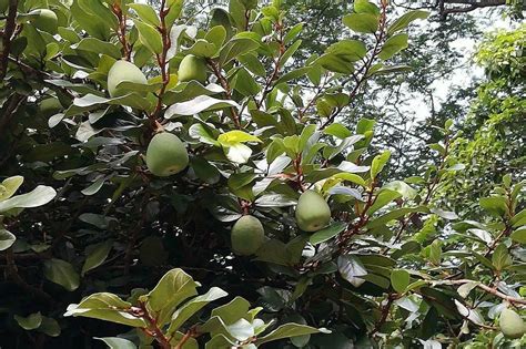 兼具食用和生态价值的藤本植物薜荔 知乎