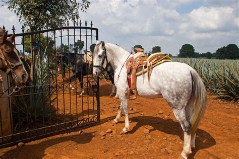 Peruvian Paso Horse Show - Kated