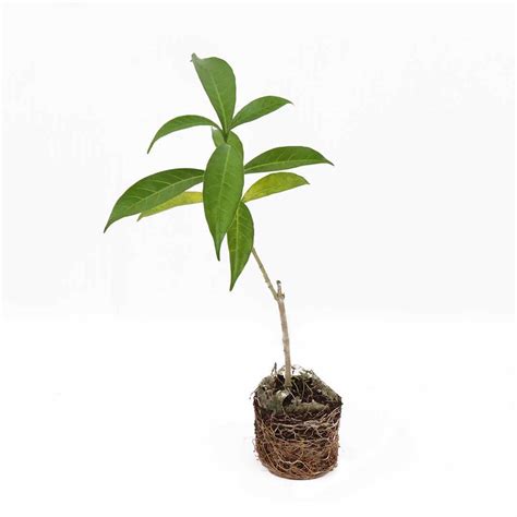 Crape Jasmine Sapling 1pc – PetalCrafts