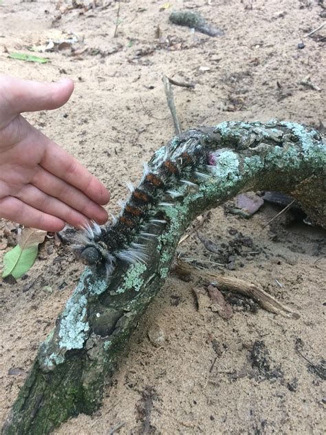 Large caterpillar in Mabibi South Africa, spotted while camping : r ...