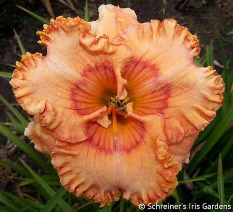 Mandolin | Daylily Catalog