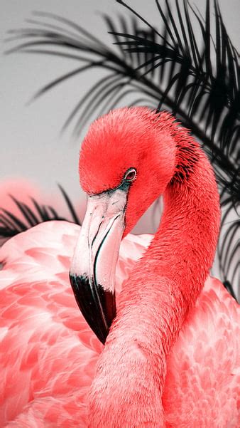 Hd Flamingo Aesthetic Wallpapers Peakpx Atelier Yuwa Ciao Jp