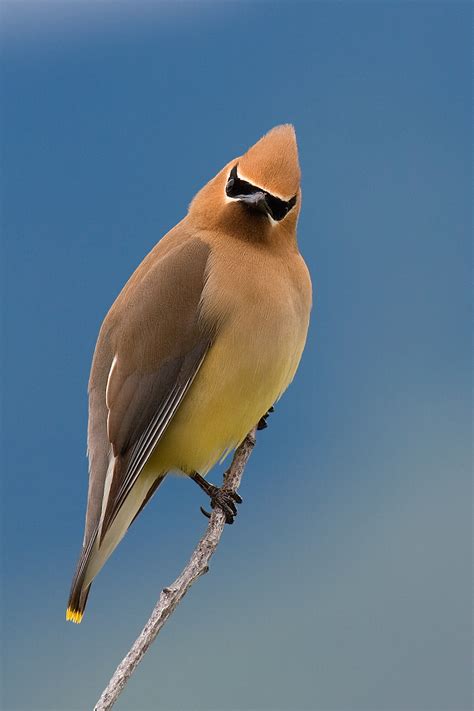 Cedar Waxwing | Audubon Field Guide