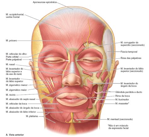 Músculos da Cabeça e Pescoço Anatomia Essencial Colunistas Sanarmed