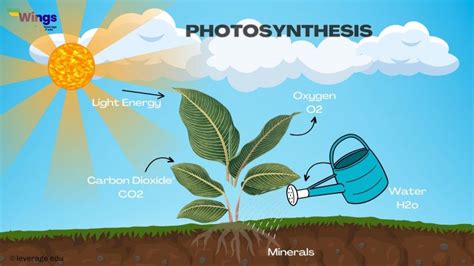 Class 11 Photosynthesis In Higher Plants NCERT Notes Leverage Edu