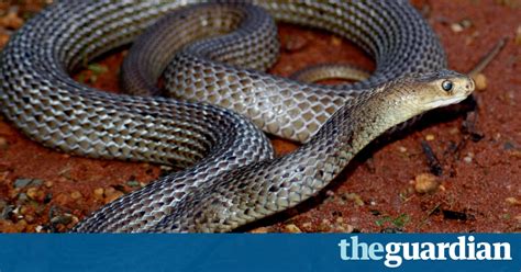 More than half Australian snake bite deaths since 2000 occurred at ...