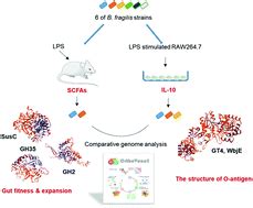 Protective Effects Of Bacteroides Fragilis Against Lipopolysaccharide