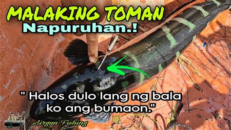 Bulagta Agad Ang Malaking Toman Ang Lalaki Ng Isda Dito Airgun Fishing