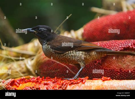 Western Parotia (Parotia sefilata) female feeding on fruit, New Guinea, Papua New Guinea Stock ...