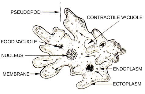 Protozoa Pengertian Jenis And Ciri Cirinya Biologi Kelas 10 Belajar Gratis Di Rumah Kapan