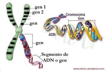 Gen Tica Herencia Y Leyes De Mendel Caracter Sticas De Los Genes