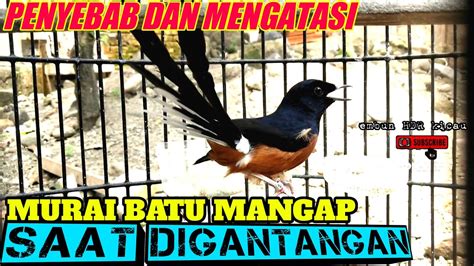 PENYEBAB DAN MENGATASI MURAI BATU MANGAP SAAT DIGANTANGAN YouTube