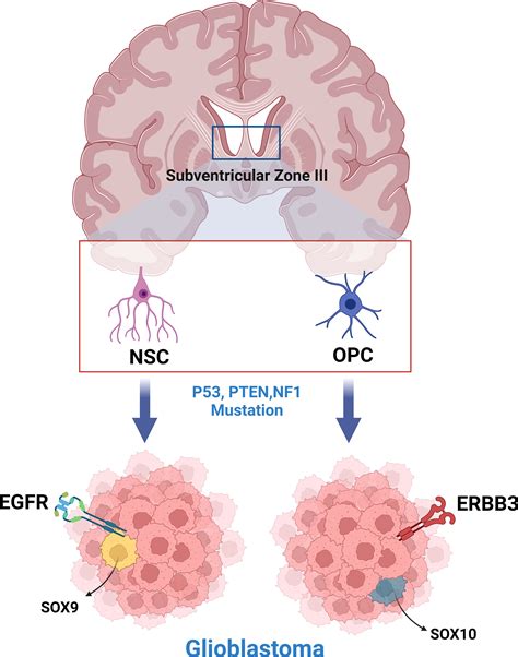 Frontiers Opinion Bridging Gaps And Doubts In Glioblastoma Cell Of