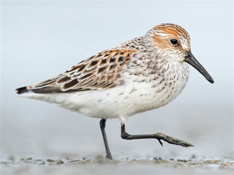 Western Sandpiper Ebird