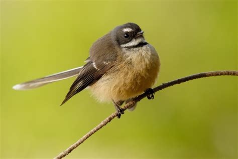 The Friendly Fantail – Forest & Bird