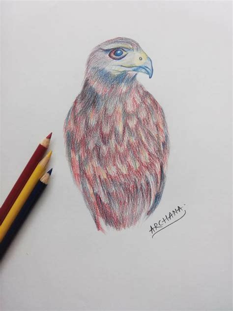 Hawk In Just Red Blue And Yellow Color Pencil Sketch Sketches