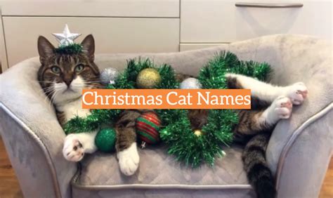 Christmas Cat Names- KittenWiki