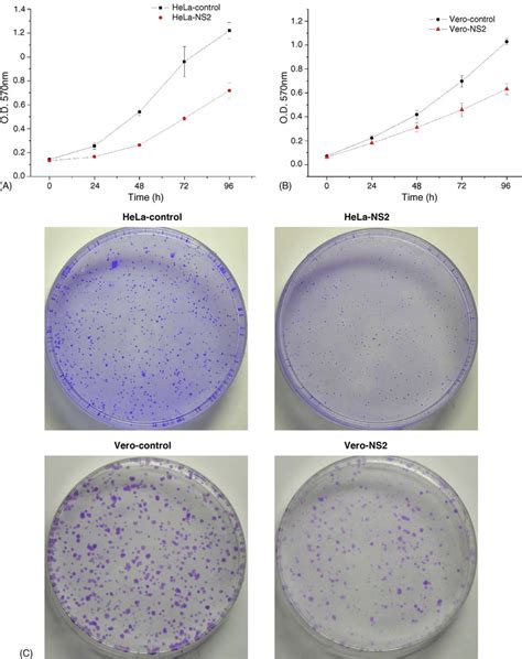 Hcv Ns Protein Inhibits Cell Growth And Colony Formation In Stable