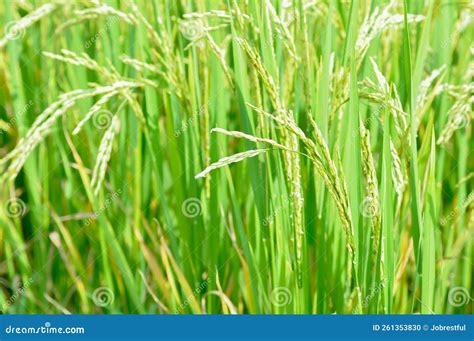 Planta De Arroz O Campo De Arroz Cultivo De Arroz O Campo De Arroz Foto ...