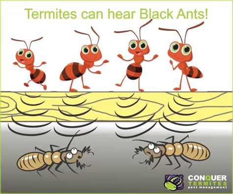 Termites Can Detect Vibrations Of Ants Conquer Termites Brisbane