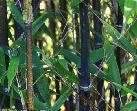 Bambu Preto Phyllostachys Nigra Muchisasa Em Tiete Sp