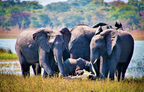 Volunteer in Malawi - Wildlife Rescue and Rehabilitation Center