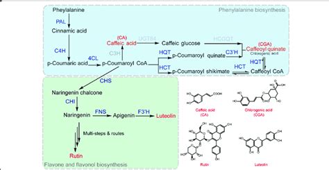 Biosynthetic Pathway Of The Main Polyphenols Caffeic Acid Chlorogenic