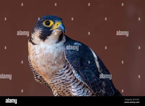 Peregrine Falcon Falco Peregrinus Very Close Up Falconry Or Keeping