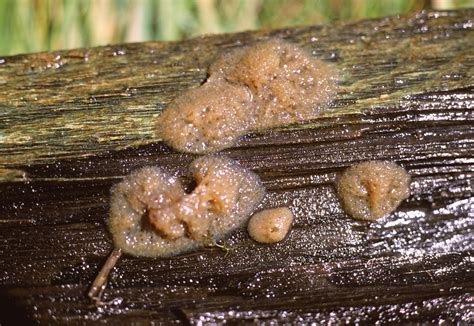 Plasmodial Slime Mold Life Cycle