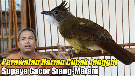 Cara Merawat Cucak Jenggot Bahan Agar Cepat Gacor Perawatan Harian