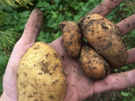 Ernte Und Lagerung Der Kartoffeln Annabelle Gourmetbauer