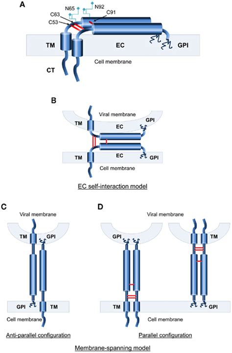 Frontiers Structural Basis For The Antiviral Activity Of Bst