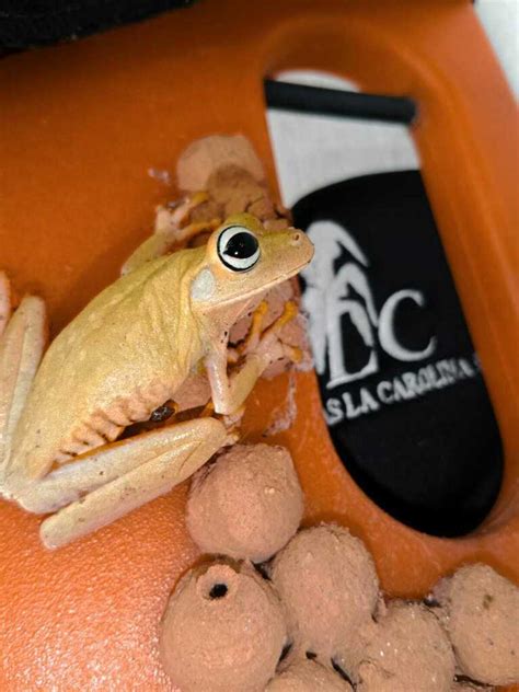 Banana Tree Dwelling Frog From Castilla La Nueva Meta Colombia On