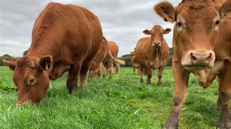 Engraisser ses bovins sans dépendre du soja importé