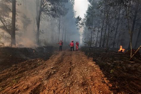 Feroz incendio afectó a más de 120 hectáreas de pino en Profundidad