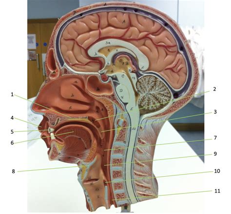 Head Diagram | Quizlet