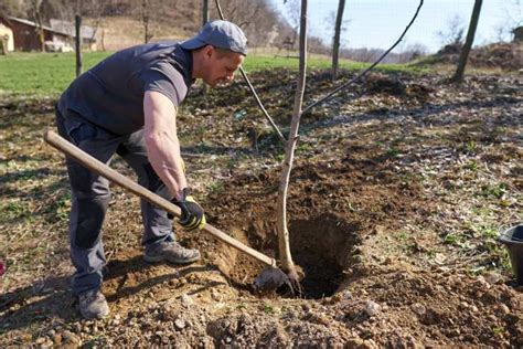 Servizio Di Piantumazione Alberi Da Frutto E Piante A Roma