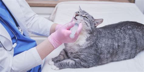 Itraconazole For Cats Overview Dosage And Side Effects