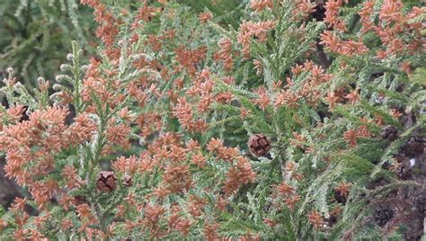 Cedar Tree, Cedar Pollen Stock Footage Video 2080094 - Shutterstock